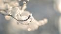 Close-up nature winter snow frozen branches wallpaper