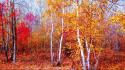 Forest leaves gold silence october crimson autumn wallpaper