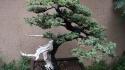 Japan nature trees bonsai wallpaper