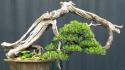 Japan trees bonsai wallpaper