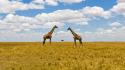 Landscapes nature animals national geographic kenya giraffes wallpaper