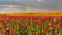 Landscapes nature flowers fields rainbows poppies wallpaper