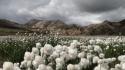 Mountains landscapes nature fields national geographic iceland cotton wallpaper
