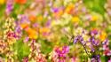 Multicolor flowers meadow butterflies wallpaper