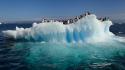 Nature birds penguins icebergs seascapes wallpaper