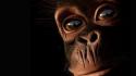 Nature eyes animals mankind chimpanzee primates primate ape wallpaper