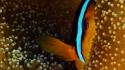 Nature fish national geographic clownfish sea anemones palau wallpaper