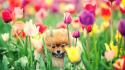 Nature flowers dogs tulips complex magazine wallpaper