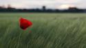 Of field red flowers poppies blurred background wallpaper