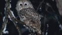 Snow owls branches birds wallpaper