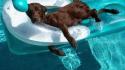 Water dogs funny swimming animals aktive erholung wallpaper