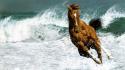 Waves animals horses running wallpaper