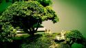 Zen moss bonsai wallpaper