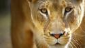 Animals beast lions wild wallpaper