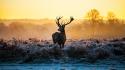 Animals fog deer elk uhdtv wallpaper