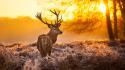 Animals fog deer wallpaper