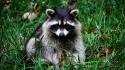 Animals grass raccoons wallpaper