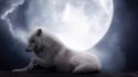 Animals moon in love wolves wallpaper
