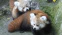 Animals red pandas wallpaper