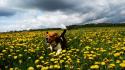 Clouds nature flowers dogs running beagle wallpaper