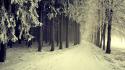 Landscapes nature winter snow trees forests paths snowy wallpaper