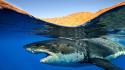 Water animals sharks white shark wallpaper