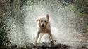 Water white animals dogs wallpaper
