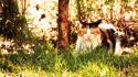 Wood forest cats animals grass wallpaper