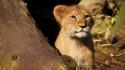 Baby animals lions wallpaper