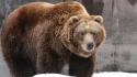Bears brown bear wallpaper