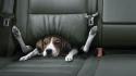 Bmw dogs funny animals car seat wallpaper