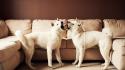 Fighting dogs shiba inu playing wallpaper