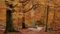 Landscapes forest leaves autumn wallpaper
