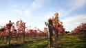 Landscapes nature plantation vineyard ranks wallpaper