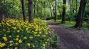 Landscapes nature trees flowers yellow wood path track wallpaper