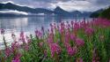 Mountains landscapes nature flowers alaska lakes national park wallpaper