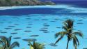 Nature islands french polynesia palm trees seascapes wallpaper