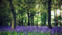 Nature trees flowers forest wallpaper