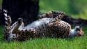 Predator animals grass cheetahs sleeping lying down wild wallpaper