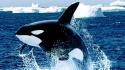Animals killer whales wallpaper