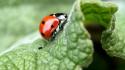 Animals ladybirds wallpaper