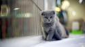 Cats animals gray kittens pets wallpaper