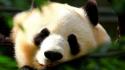 Close-up animals panda bears wallpaper