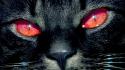 Close-up cats animals red eyes wallpaper
