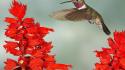 Close-up flowers hummingbirds wallpaper
