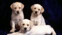 Dogs trinity puppies wallpaper