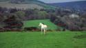 Hills ireland horses countryside castle wallpaper