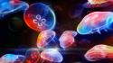 Multicolor jellyfish artwork desktopography wallpaper