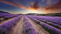 Nature lavender wallpaper