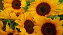 Nature sunflowers wallpaper